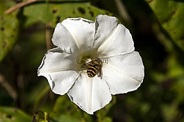 昆蟲,性質(zhì),花