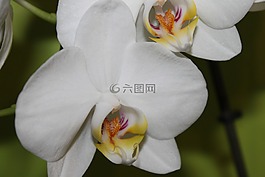 鮮花,蘭花,廠