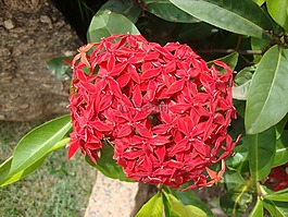 鮮花,植物區(qū)系,性質(zhì)
