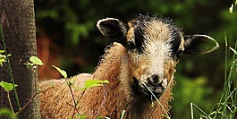 羊,年輕的動物,羔羊