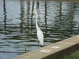 鳥類,性質(zhì),動物區(qū)系