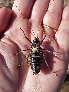 somereta delmontsant,昆虫,流行