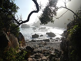 森林,海洋,野生