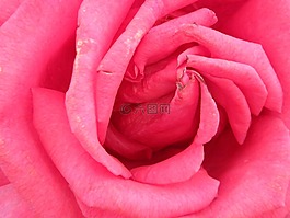 玫瑰,花,粉紅色