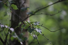 葉子,樺木,性質(zhì)
