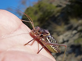 somereta montsant,昆虫,流行