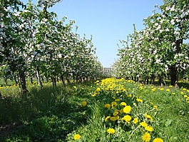 蘋果花,春天,蘋果樹