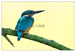 翠鳥,鳥,豐富多彩