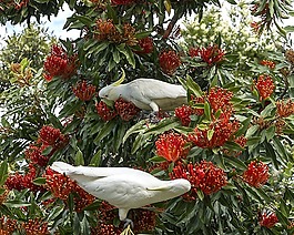 花園,鳥,自然