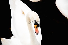 天鹅,雁鸭科,鸟