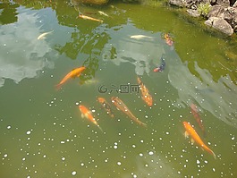 魚,鯉魚,湖