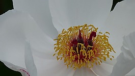 花,開(kāi)花,關(guān)閉