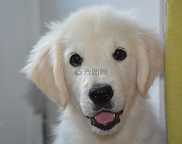 小狗,狗,金毛獵犬