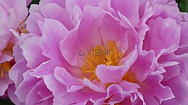 花,粉红色,杜鹃