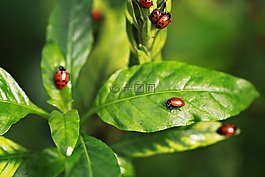 葉,自然,植物區(qū)系