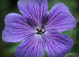 storchschnabel,藍色,開花