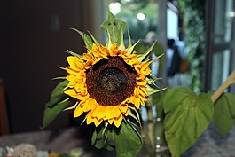观赏向日葵,花,开花
