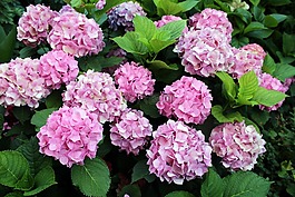 繡球花,花園,鮮花