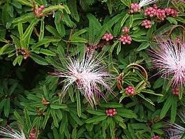 鮮花,植物區(qū)系,性質(zhì)