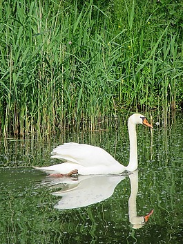 天鵝,白天鵝,鳥