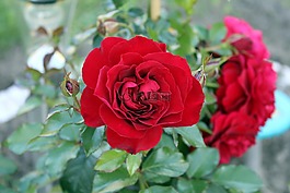 玫瑰,花,玫瑰花瓣