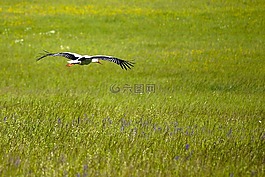 鸛,鳥,動物