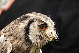 鳥,貓頭鷹,魚鷹