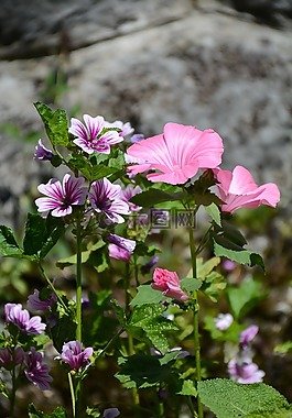 鮮花,粉紅色,關(guān)閉