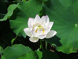 植物,蓮花,葉