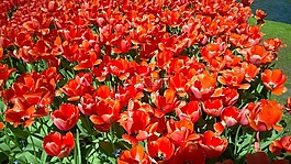 keukenhof,花,荷蘭