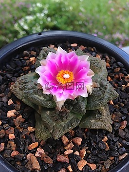 仙人掌,盛開,花