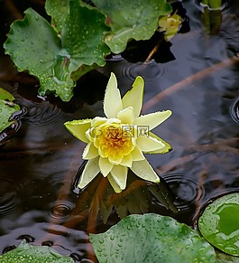 睡莲,百合,水