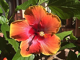 紅色,槿,花