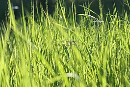 特寫,原野,草