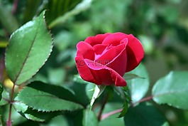 玫瑰,芽,紅色
