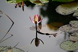 睡莲,百合,水