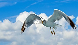 海鷗,海鳥類,水禽
