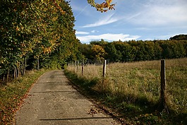 森林,路徑,天空