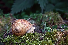 性質(zhì),動物,蝸牛