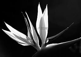 天堂鳥之花,花,花瓣