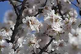 櫻桃,花,鮮花