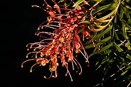 grevillea,花,澳大利亚