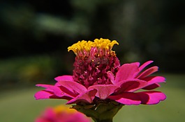 花園,植物學(xué),薩爾瓦多