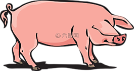 豬肉,動物養殖場,豬