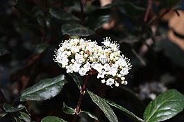 花,公園,性質(zhì)
