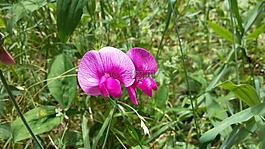 花,野生花卉,紫色