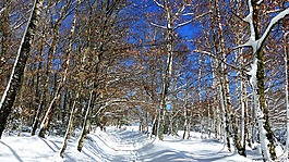 雪,冬天,木材
