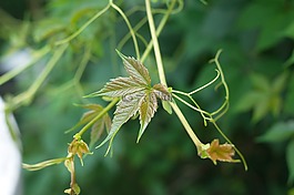綠色,葡萄,工作表