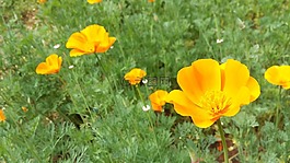 花,野生花卉,黃色