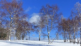 冬天,雪,樹